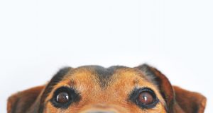 За кучетата в община Павликени