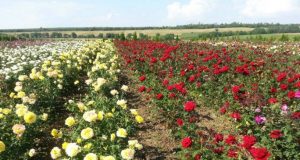 „Терра Флора – Шабови“ ЕООД