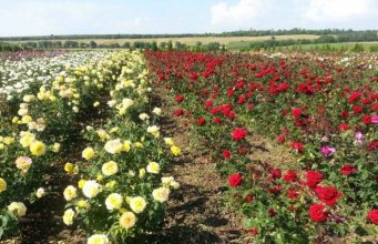 „Терра Флора – Шабови“ ЕООД