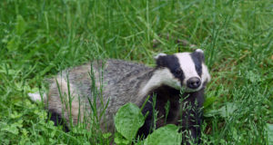 Язовецът Добри е най-новият обитател на Зоокъта в Павликени