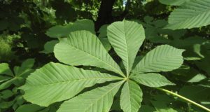 Над 400 кестени бяха обработени срещу листоминиращ молец в Павликени