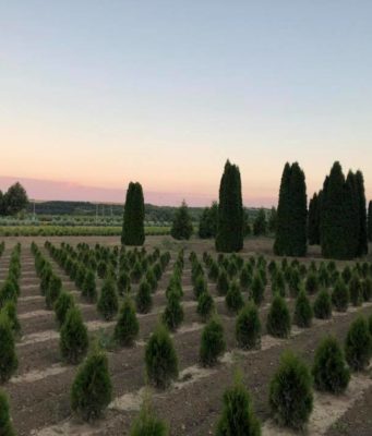 „Бянови“ ООД