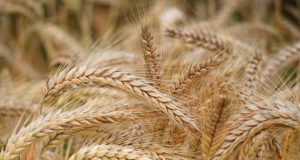 Добивите на жито в Търновско са двойно по-големи от миналогодишните