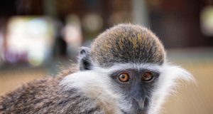 Маймуната в Павликени изтрещя