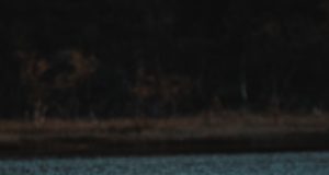 Рекорден брои ентусиасти участваха в организираното преплуване на река Дунав, което се провежда край Свищов