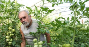 Стефан Мянков отгледа близо еднокилограмов домат в двора си в Павликени Стефан Мянков