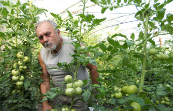 Стефан Мянков отгледа близо еднокилограмов домат в двора си в Павликени Стефан Мянков