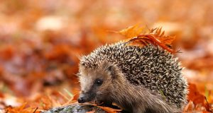 Есента се разпада