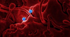 Здравни медиатои към Община Павликени се включват в борбата с разпространението на COVID-19