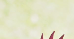 Безплатна ваксинация на птиците на територията на Павликени