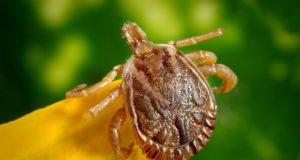 Над 220 дка паркове и зелени площи в община Павликени са обработени срещу кърлежи и бълхи