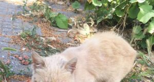 Котка с разбита челюст от Павликени се нуждае от помощ