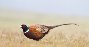 ЛРС-Павликени: В бъдеще ще се разчита повече на пернатия дивеч