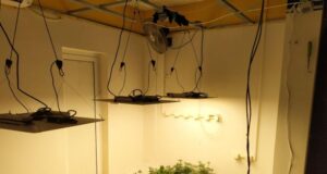 Полицията разкри наркооранжерия в Павликени