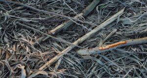 Събират разделно градински отпадъци в Павликени