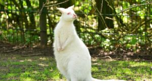 Зоопаркът в Павликени поднови лиценза си за още 5 г.