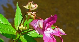 Kонкурс за детска рисунка