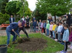Японска плачеща вишна засадиха в Павликени децата от ДГ „Слънце“