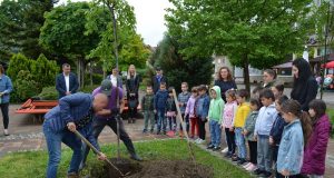 Японска плачеща вишна засадиха в Павликени децата от ДГ „Слънце“