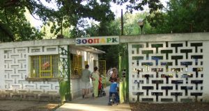 Бебе кенгуру албинос стана атракция в зоопарка на Павликени