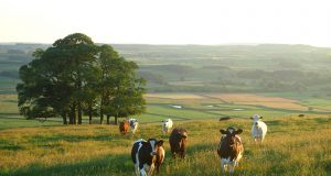 Влак блъсна стадо крави край с. Стамболово