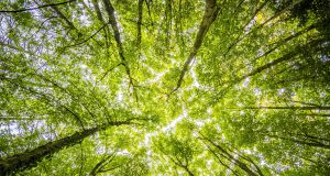 Нарастват горските площи в България