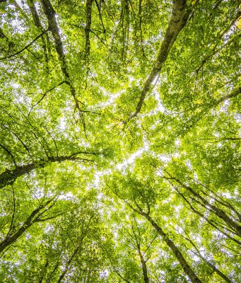 Нарастват горските площи в България