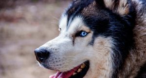 Гневен мъж простреля домашно куче с ловна пушка