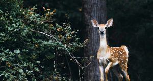 Зоологическата градина в Павликени ще празнува своята 55-та годишнина