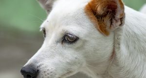 Десетокласници украсиха стените в Общинския приют за безстопанствени кучета в Павликени