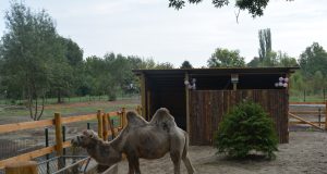 Посрещнаха официално камилата Дарко в Зоокът Павликени