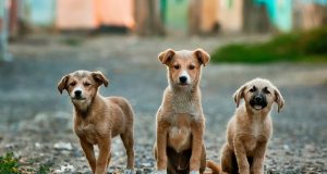 Британци осиновяват бездомните кучета от приюта в Павликени