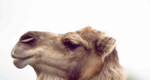 Дарко, купен с дарения, е новото лице на Зоопарка в Павликени