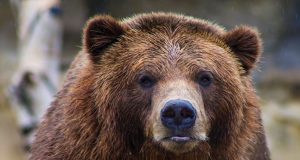 Разширяване на клетката на мечока Васко започва в Зоокът Павликени