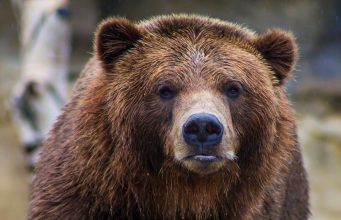 Разширяване на клетката на мечока Васко започва в Зоокът Павликени